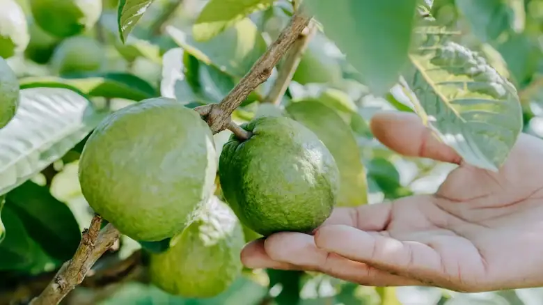 How To Eat Guava Like A Total Fruit Connoisseur