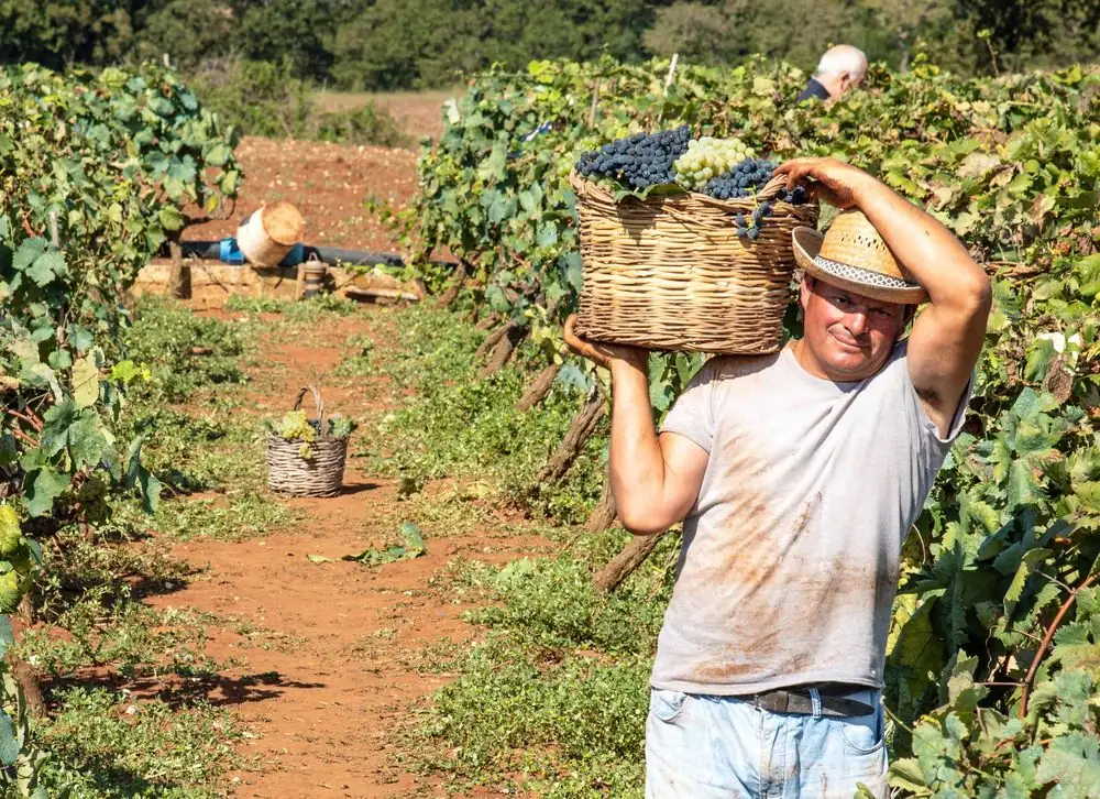 Croatia’s grape harvest moves into August as climate changes reshape vineyards