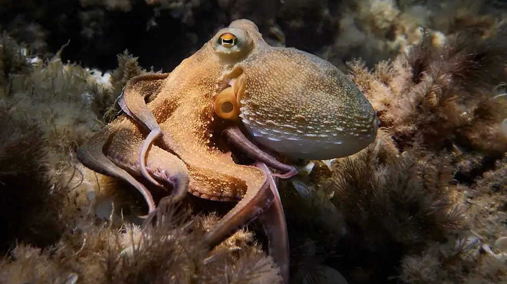 Octopuses vs. Blue Crab: Experimentation Has Begun