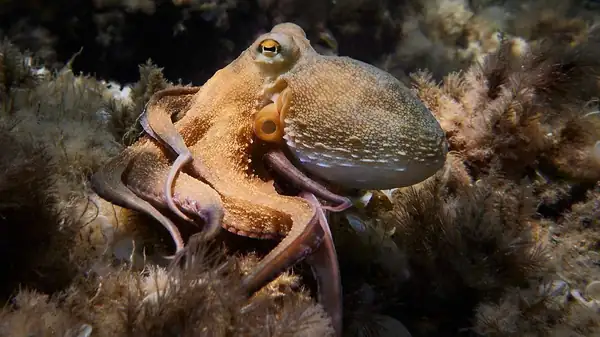 Octopuses vs. Blue Crab: Experimentation Has Begun