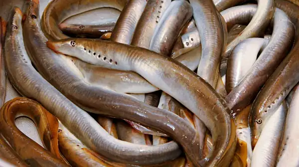 The English King Who Supposedly Died From Eating Too Many Eels