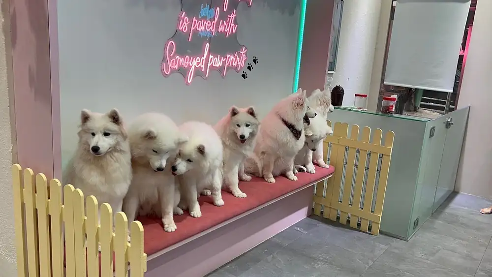 4 cafeterías para perros en Singapur que debes visitar para recibir mimos de chow chows, carlinos y más.