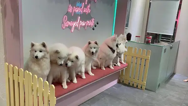 4 Dog Cafes In Singapore To Visit For Cuddles With Chow Chows, Pugs And More