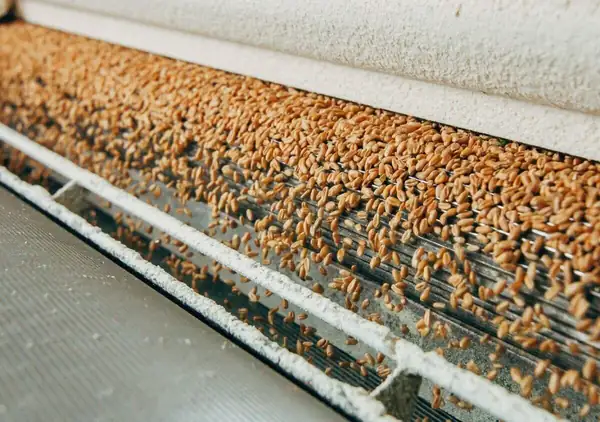 Amber Wave inicia la producción en una planta de proteína de trigo que se convertirá en la más grande de Norteamérica