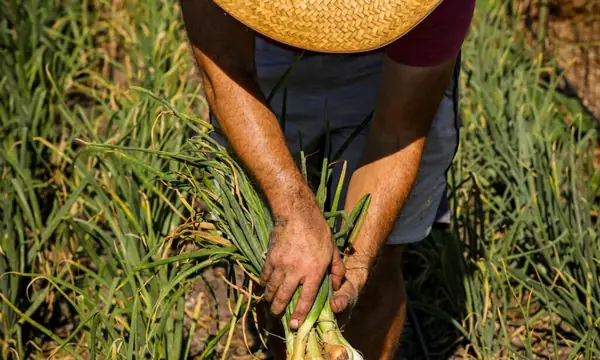 125 organizaciones de alimentación y agricultura a tener en cuenta en 2025