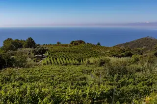 A Treacherous Terrain is at the Heart of Liguria’s Lush and Food-Friendly Wines