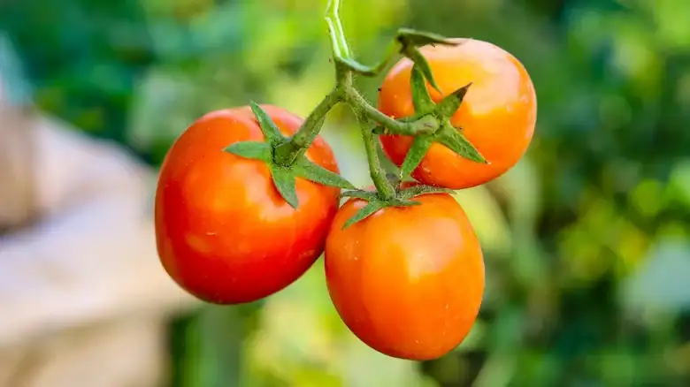 You May Want To Keep Tomatoes Away From Your Cast Iron Skillet
