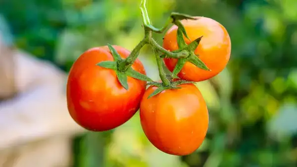 You May Want To Keep Tomatoes Away From Your Cast Iron Skillet