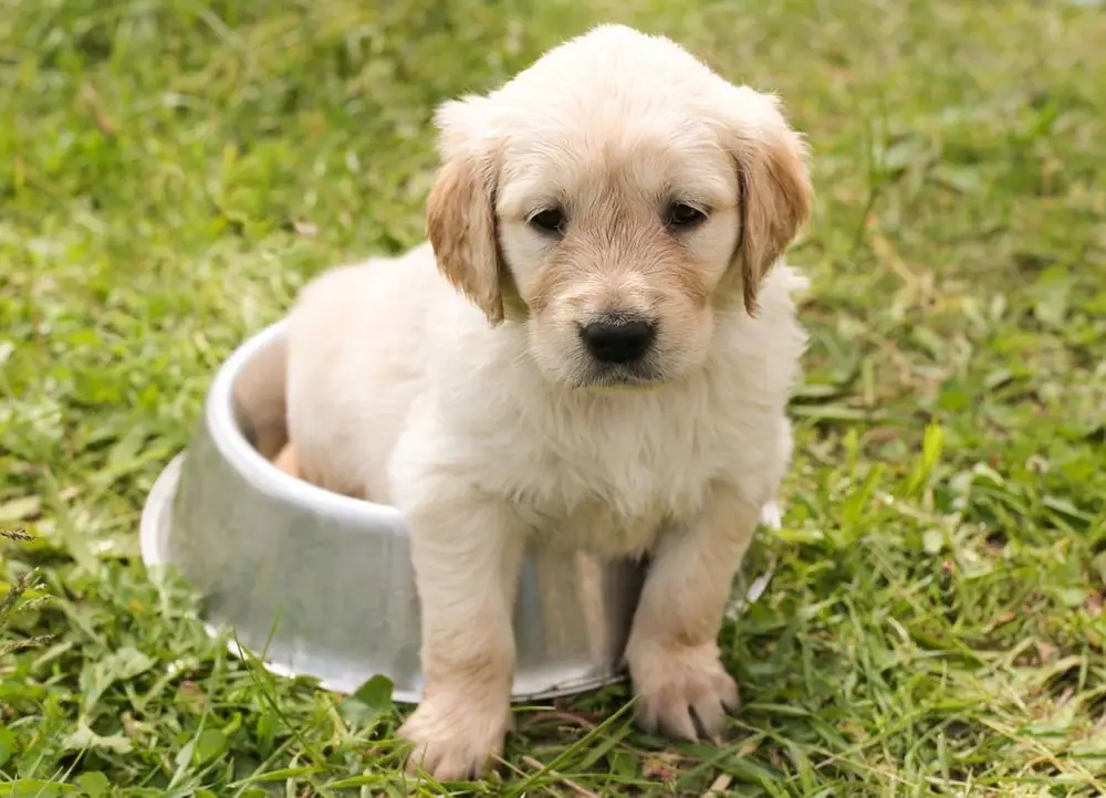 One Man’s Treasure: How Dockside Pet Products is Repurposing Unsold Food