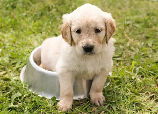 One Man’s Treasure: How Dockside Pet Products is Repurposing Unsold Food