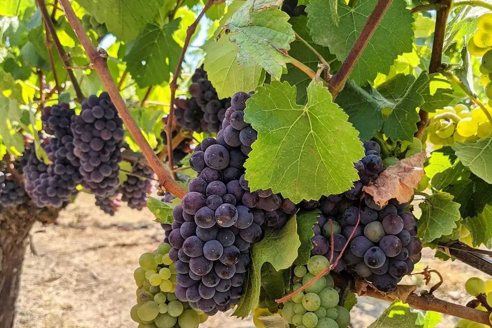 No, Your Cabernet Doesn't Need a Steak. It’s Asking for Charred Peppers
