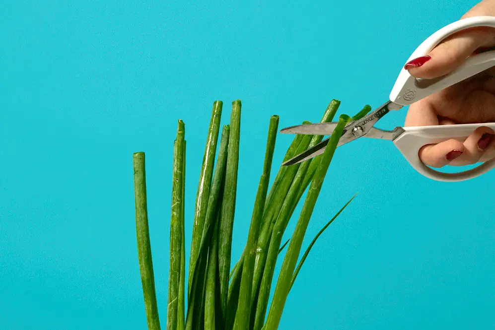 Andrea Nguyen Can’t Live Without These Kitchen Shears
