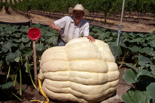 Weekend Reading: Giant Pumpkins, The Art of Fried Chicken, Speaking Out Against the PSL Craze, and More