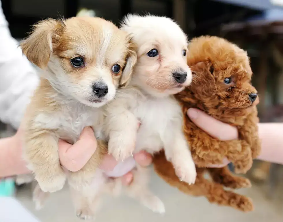 Estos son ahora los 3 nombres de perros más populares en Wisconsin