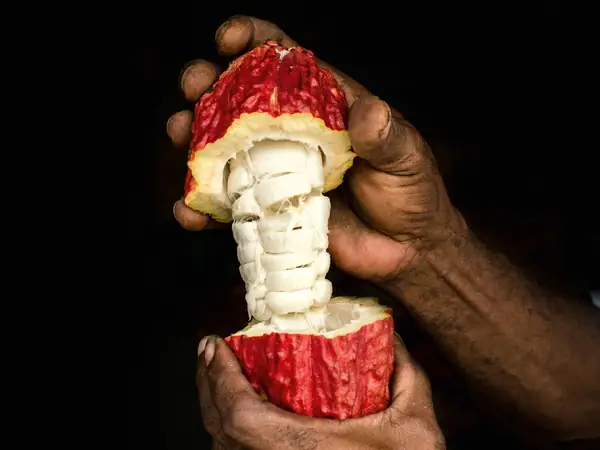 El futuro del chocolate de 10 dólares