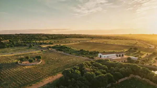 Los vinos de Menorca