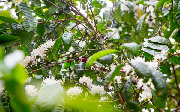 Coffee News Recap, 12 Aug: Coffee leaf extract could inhibit Covid-19 infection, Intelligentsia employees vote to unionise & other stories