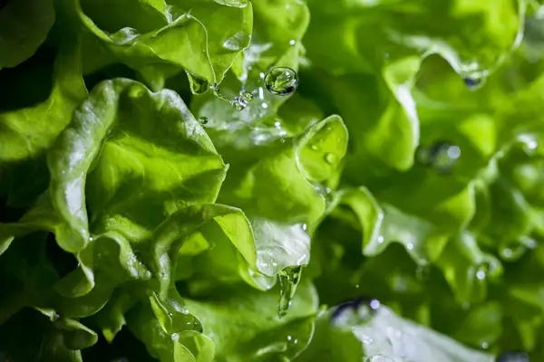 What’s the Best Way to Dry Lettuce?