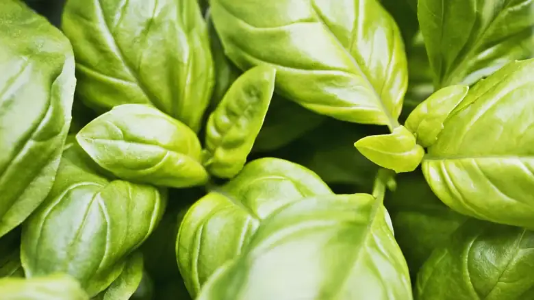 Keep 2 Things In Your Wine Fridge: Wine And Fresh Basil