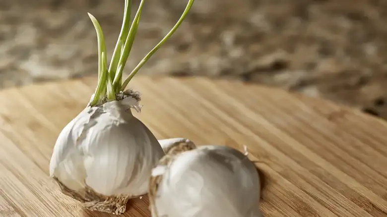 Where To Store Garlic To Prevent Sprouting