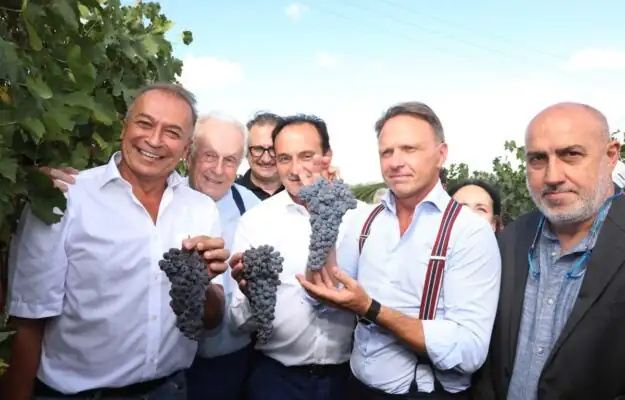 También en Barolo se prevé la vendimia, y ya comenzaron todas las operaciones