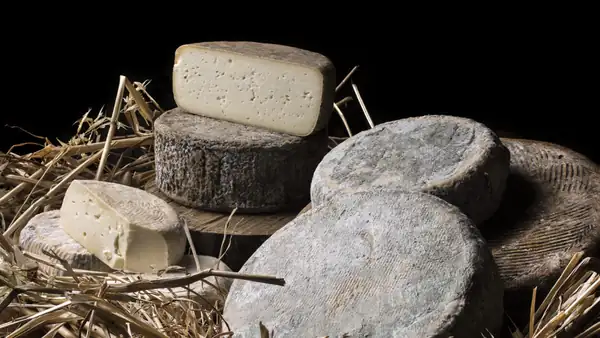 Saba Formaggi, una granja de quesos de oveja y cabra en la Maremma