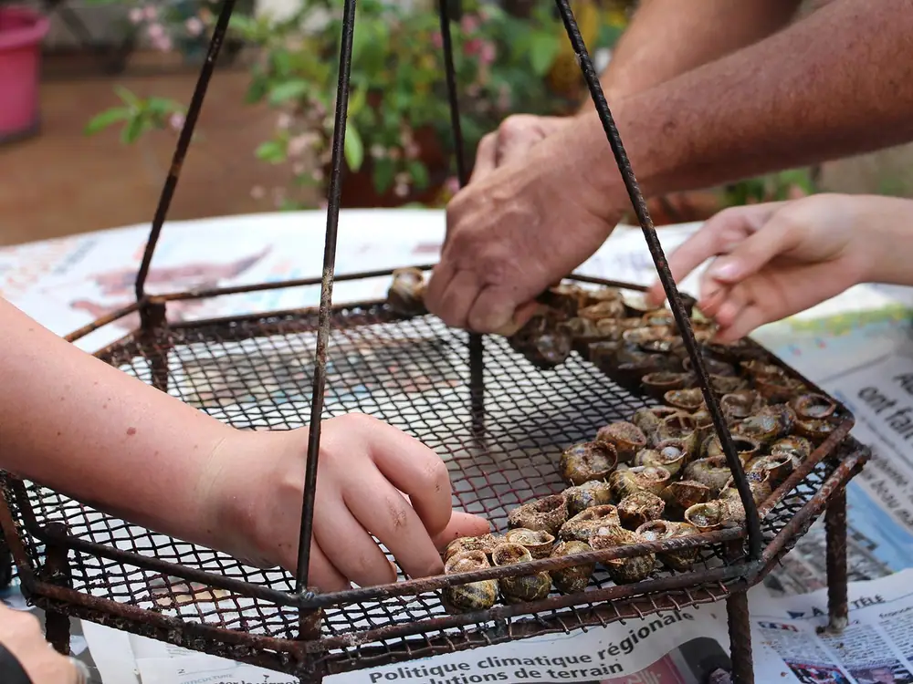 Preserving Southern France’s Flame-Grilled Snail Tradition