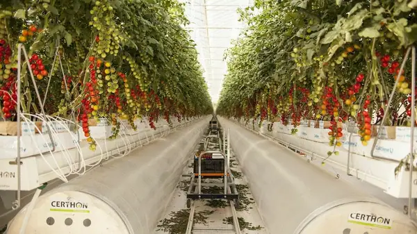 En medio de la pandemia de Covid-19, la región del Golfo compromete 200 millones de dólares para salvaguardar su seguridad alimentaria con tecnología agrícola