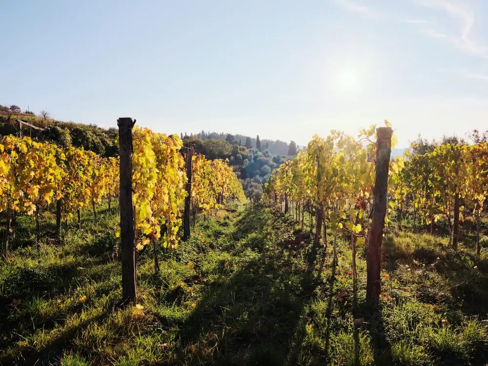 How wine can adapt to a changing climate