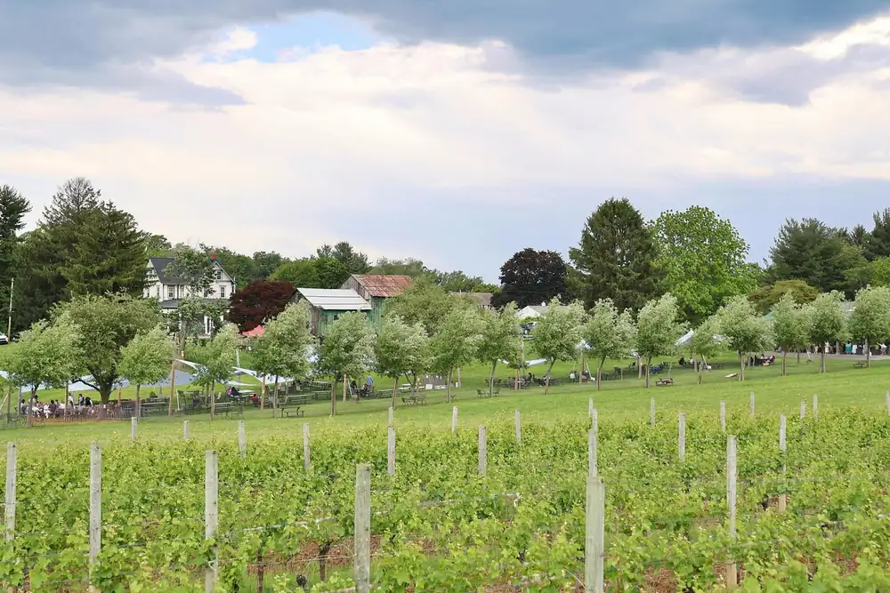 Creating ‘more reasons, rituals and occasions’ seen as a path to reviving interest in wine: study