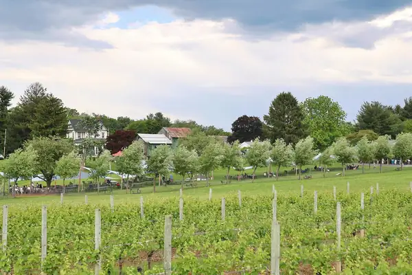 Crear “más razones, rituales y ocasiones” se considera una vía para reavivar el interés por el vino: estudio