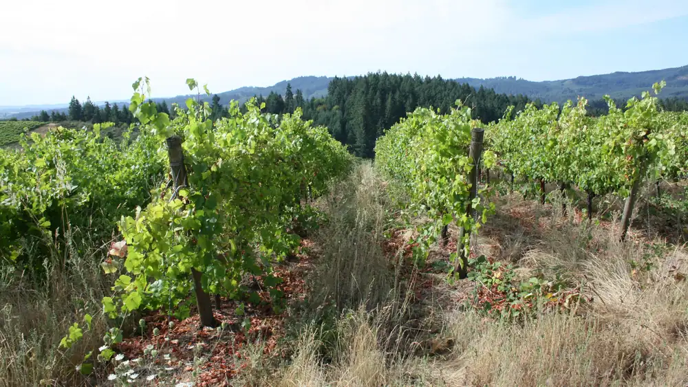 Para resistir un mercado difícil, Vineyard Idling podría ser la solución