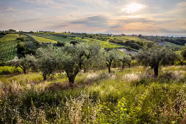 Festival del Vino de Tollo: la excelencia vitivinícola de Tollo y Tullum