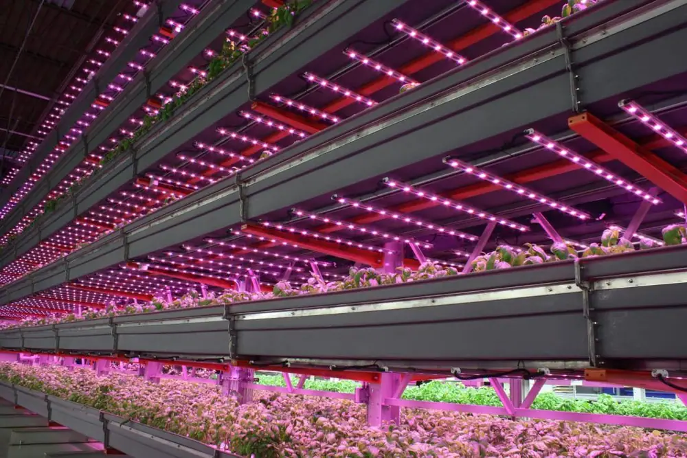 Economía circular y verdadera sostenibilidad: la siguiente fase de la agricultura vertical.