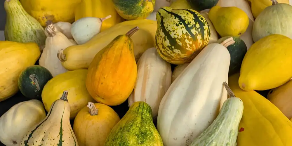 Returning seeds to their ancestors: Revitalizing biodiversity and foodways through plant rematriation