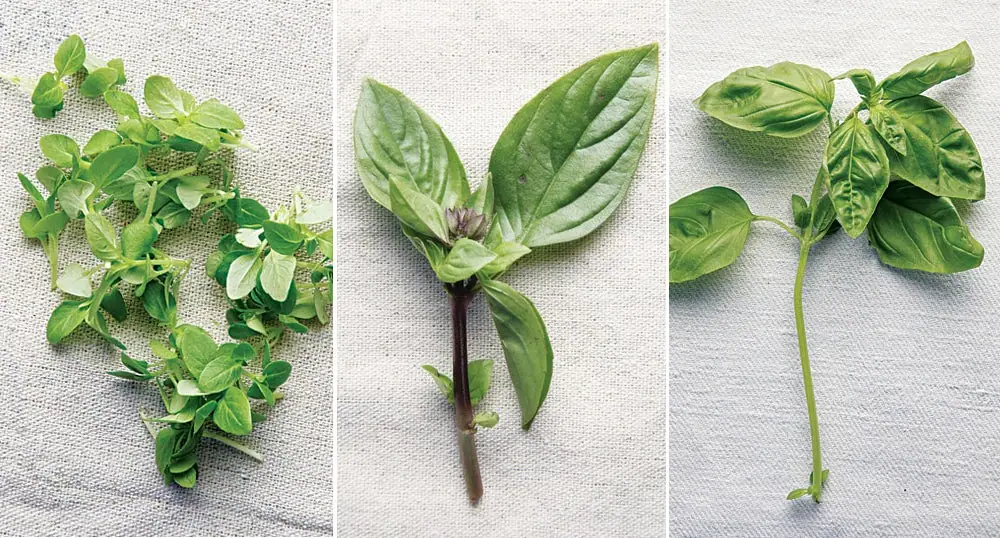 Un ingrediente, muchas formas: Albahaca