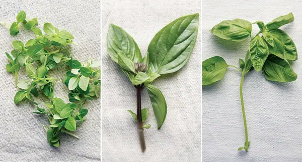 One Ingredient, Many Ways: Basil