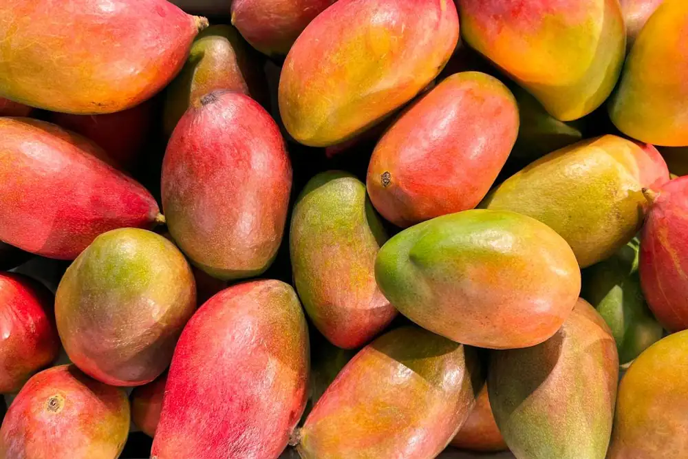 El mango peruano se prepara para un futuro marcado por la innovación, la calidad y la sostenibilidad.