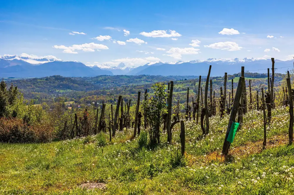 ¿Es Jurançon el próximo Jura? ¿Por qué esta región pirenaica ejerce un poder seductor?