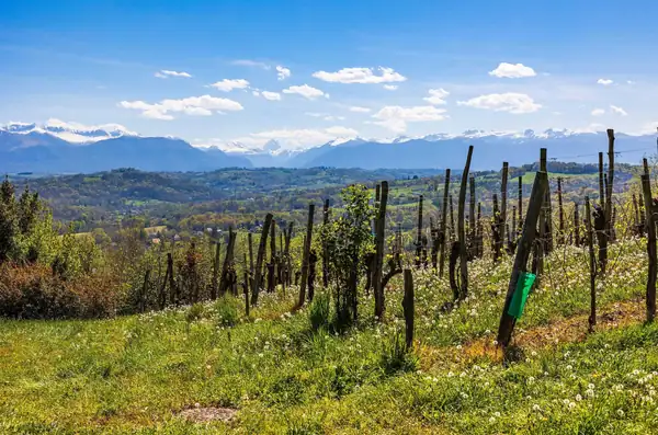 ¿Es Jurançon el próximo Jura? ¿Por qué esta región pirenaica ejerce un poder seductor?
