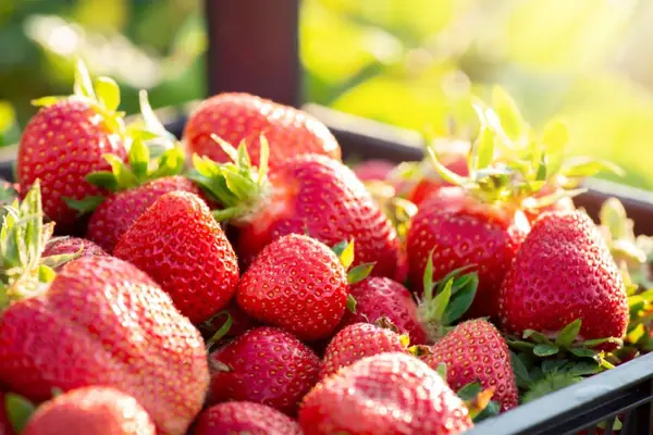 EXCLUSIVA: La agricultura rural de interior es una parte "crítica" de nuestros sistemas alimentarios, según un nuevo informe de EIT Food.