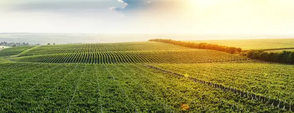 Wines of Moldova