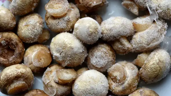 What To Look Out For When Freezing Mushrooms