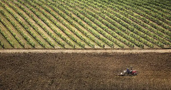 New world wine map reveals: Bairrada vineyards are 4.4°C warmer than Champagne