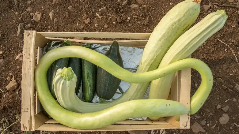 La calabaza italiana de aspecto peculiar que debes buscar