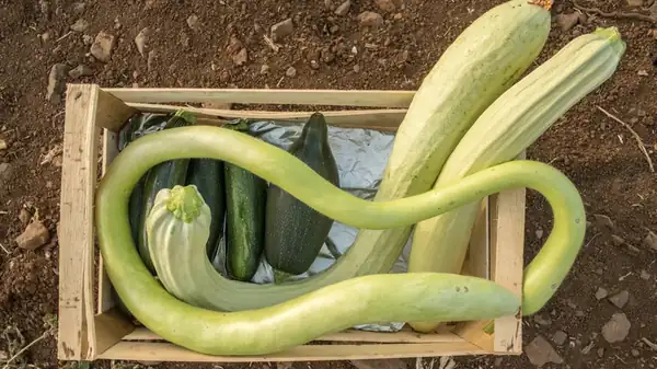 The Wacky Looking Italian Summer Squash You Need To Look Out For