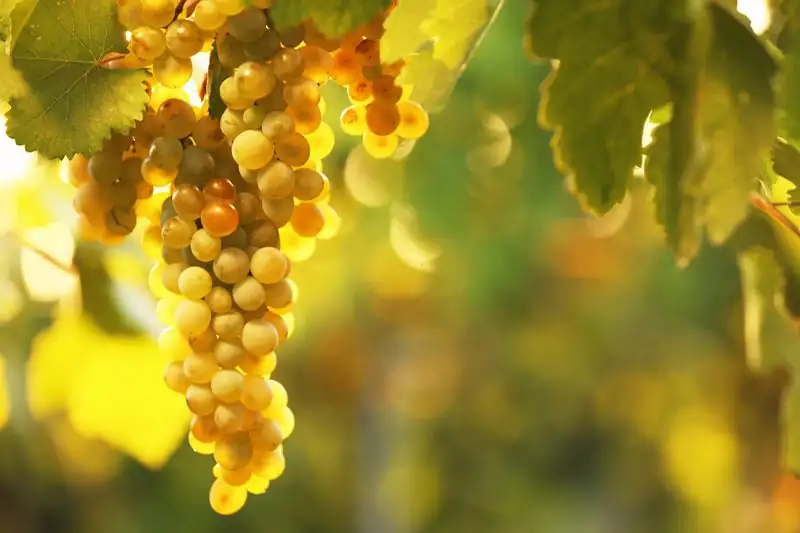 Italian Wines Keep Their Freshness Despite Rising Heat, Report Finds