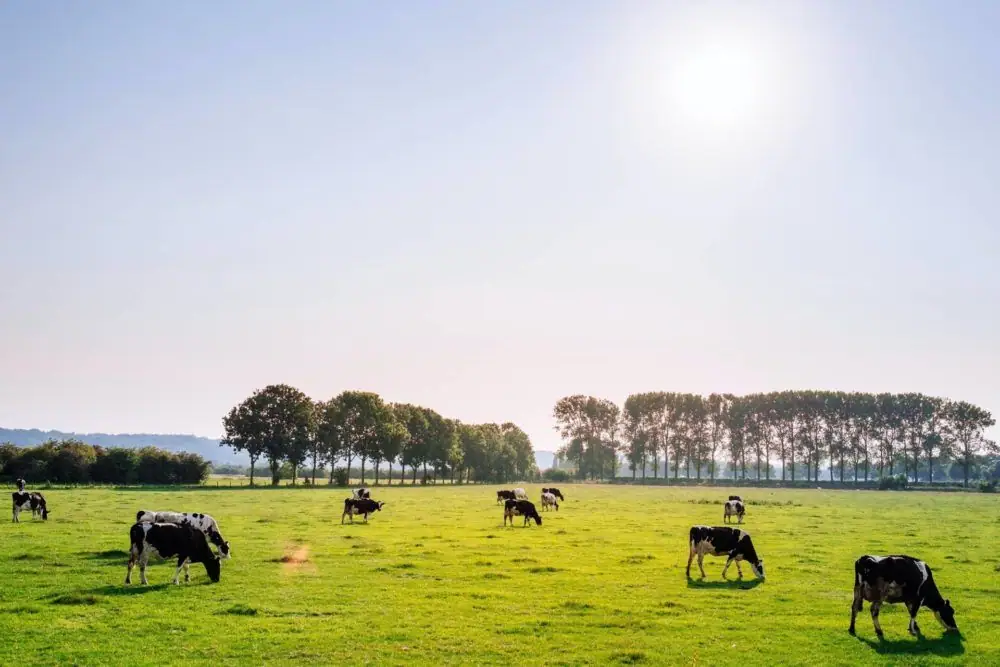 Brief: Organic Valley pilots satellite-backed grazing management to improve pasture management