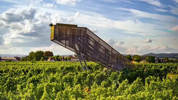 Cómo una región atípica está transformando el vino austriaco