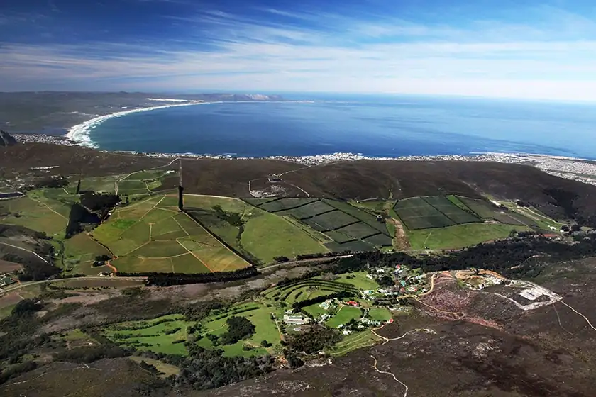 South Africa's Pinot Noir: a cult grape that defies logic and economics